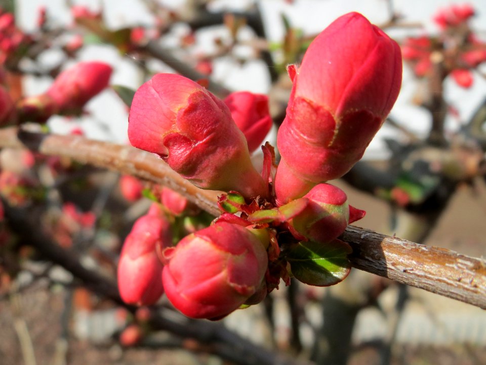 20150322Zierquitte_Hockenheim1