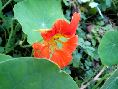 20141206Tropaeolum_majus2