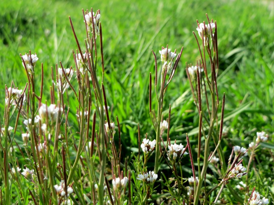 20150407Cardamine_hirsuta2
