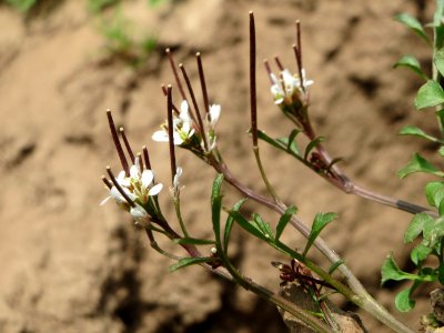 20150324Cardamine_hirsuta4