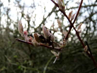 20150322Lonicera_xylosteum2