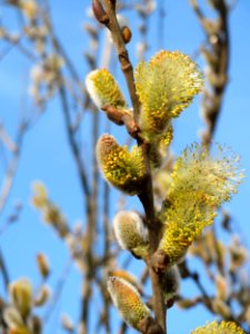 20150322Salix_caprea1