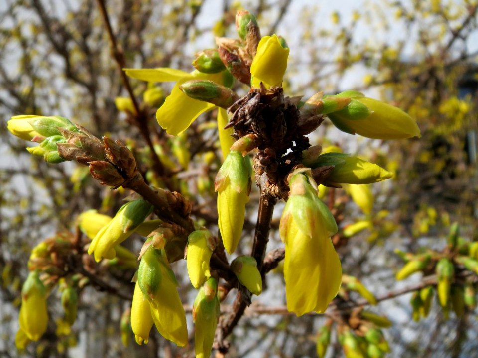 20150322Forsythia_x_intermedia1