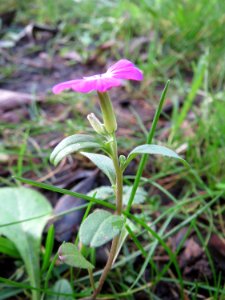 20141207Erysimum_cheiri5