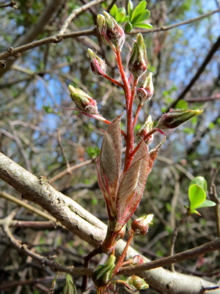 20150407Amelanchier_lamarckii3