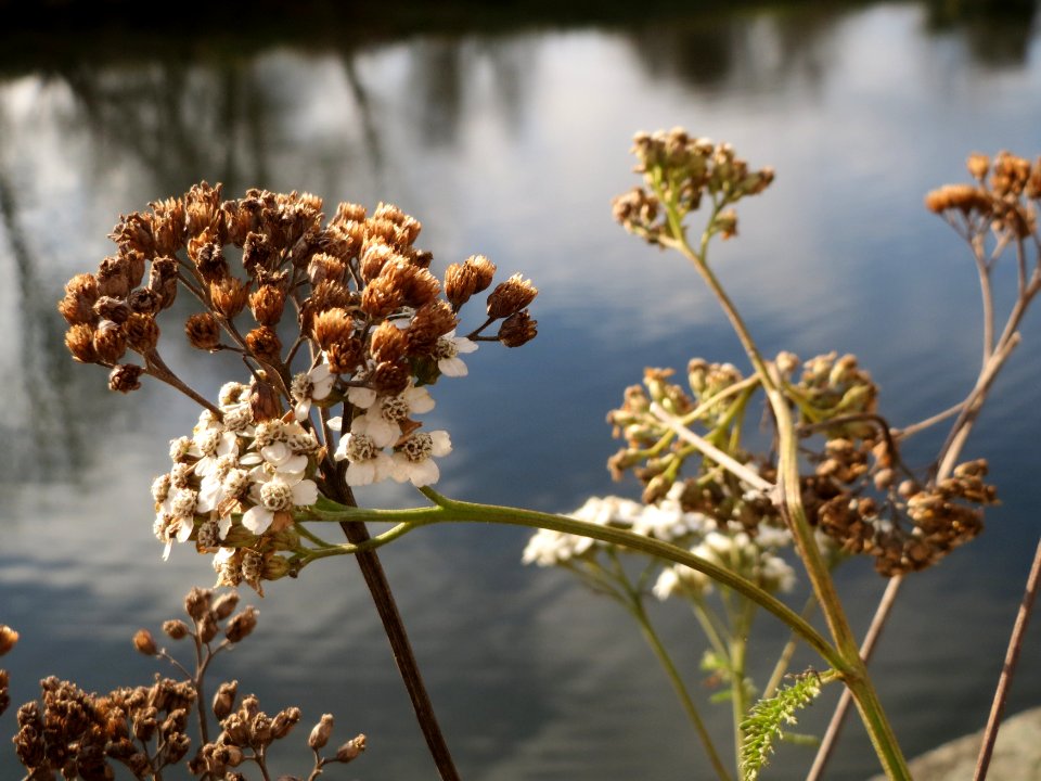20141207Achillea_millefolium2