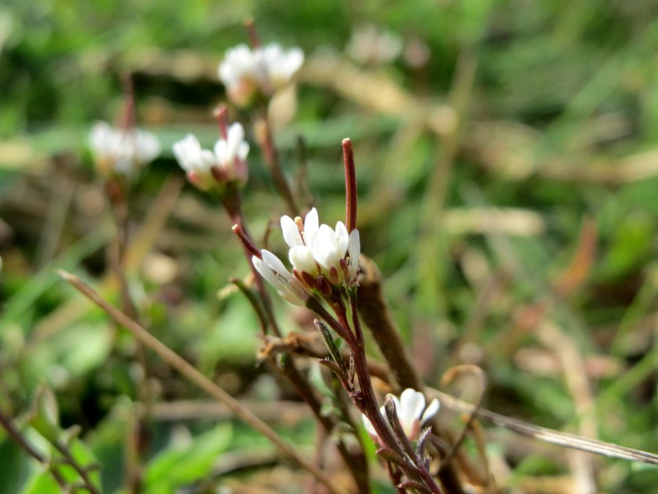 20150407Cardamine_hirsuta3