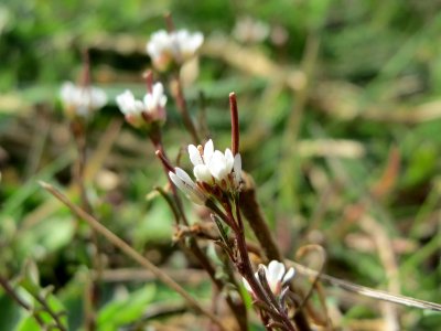 20150407Cardamine_hirsuta3