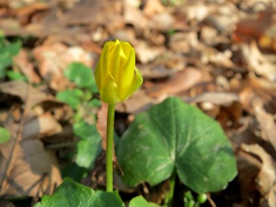 20150322Ficaria_verna1
