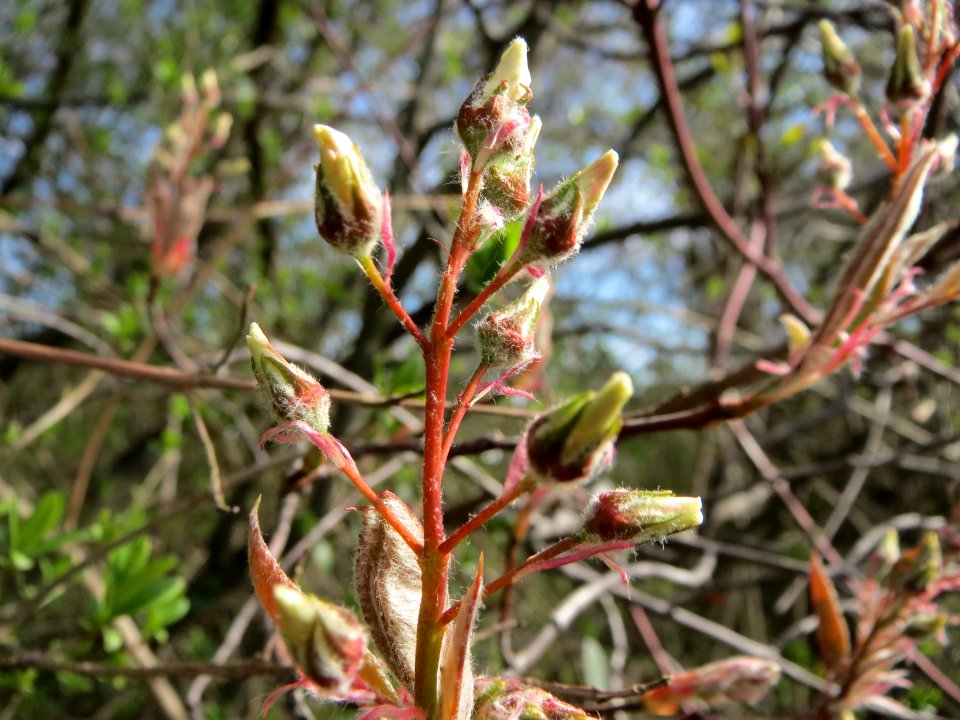 20150407Amelanchier_lamarckii2
