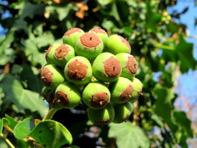 20141224Hedera_helix