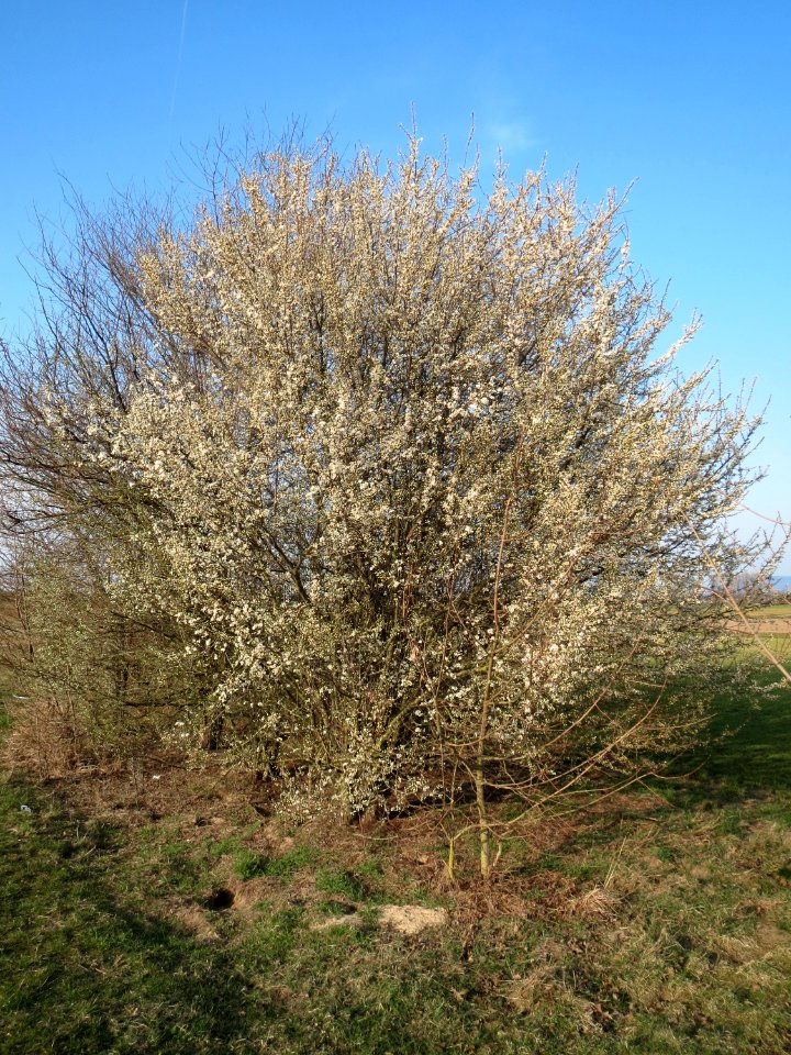 20150322Prunus_cerasifera2