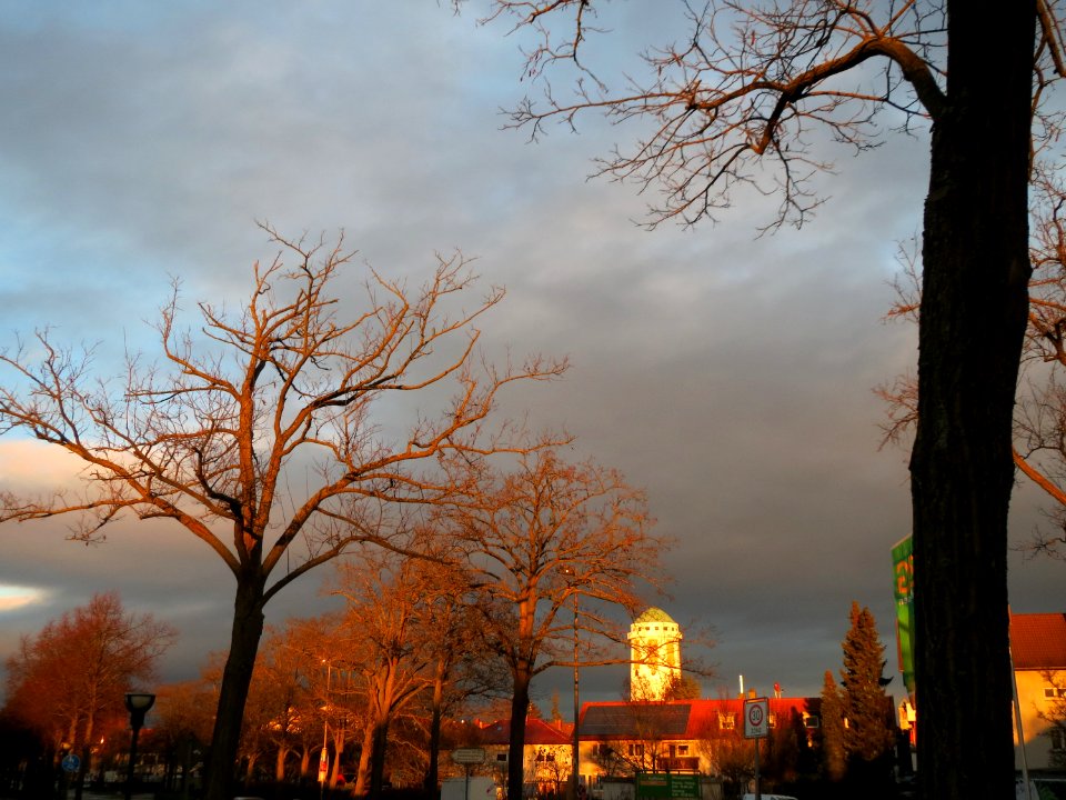 20141223Robinia_pseudoacacia