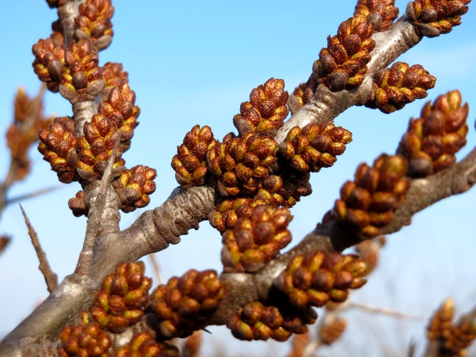 20150322Hippophae_rhamnoides6