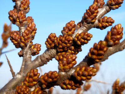 20150322Hippophae_rhamnoides6