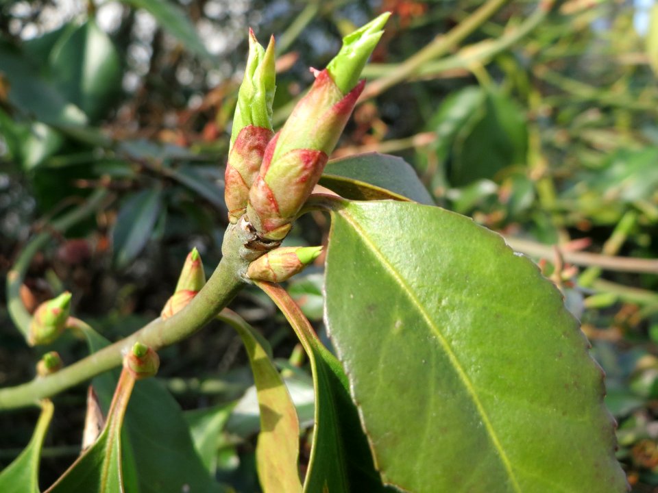 20150322Euonymus_japonicus2