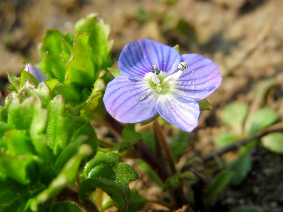 20150320Veronica_persica2