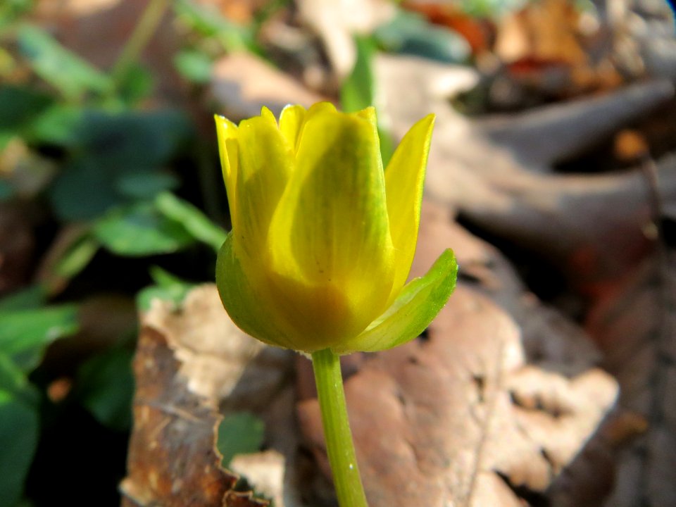 20150322Ficaria_verna3