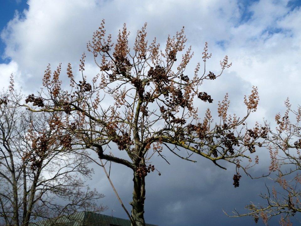 20150331Paulownia_tomentosa2
