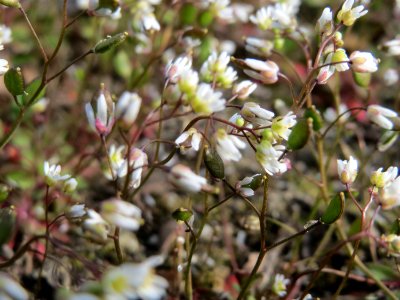 20150322Draba_verna