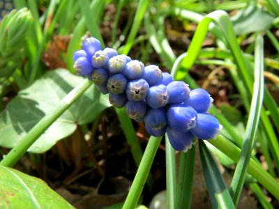 20150331Muscari_armeniacum1