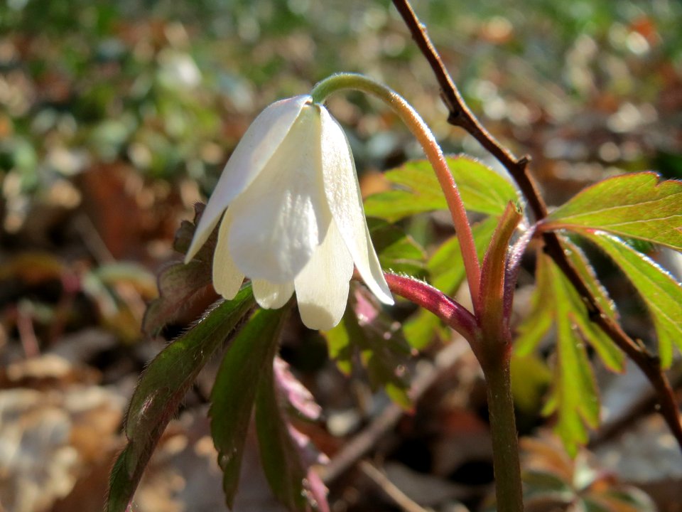 20150322Anemone_nemorosa4