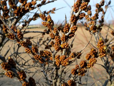 20150322Hippophae_rhamnoides2
