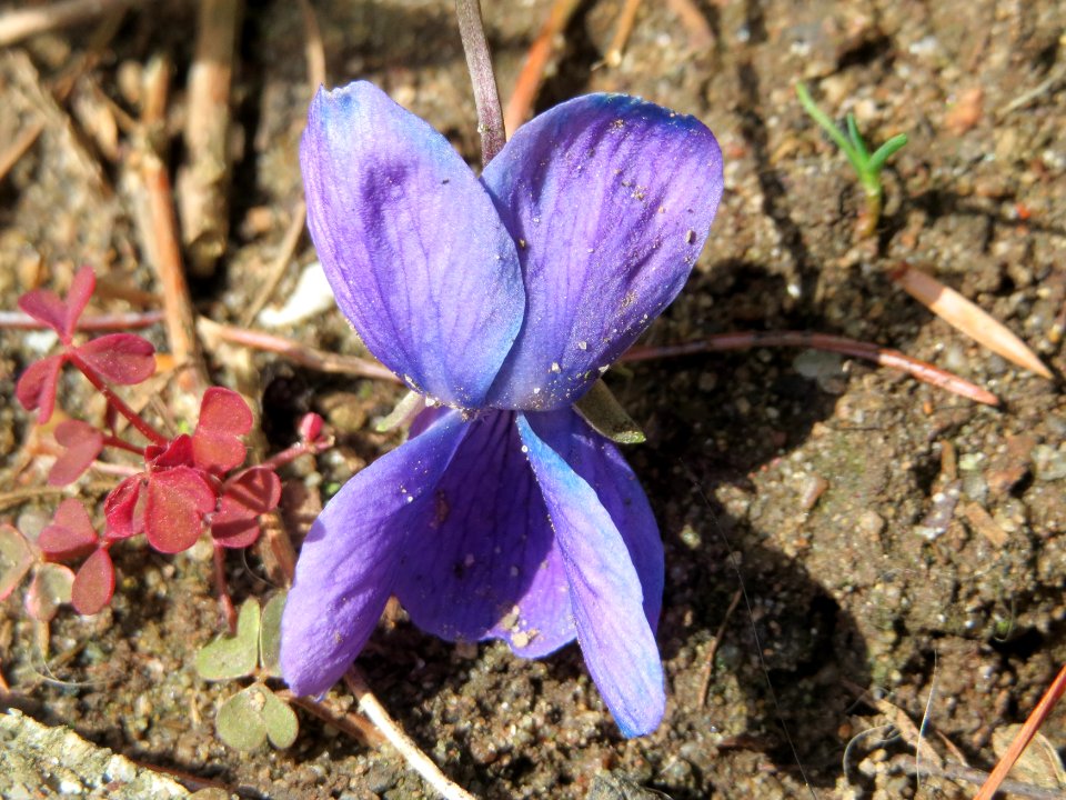 20150401Viola_odorata