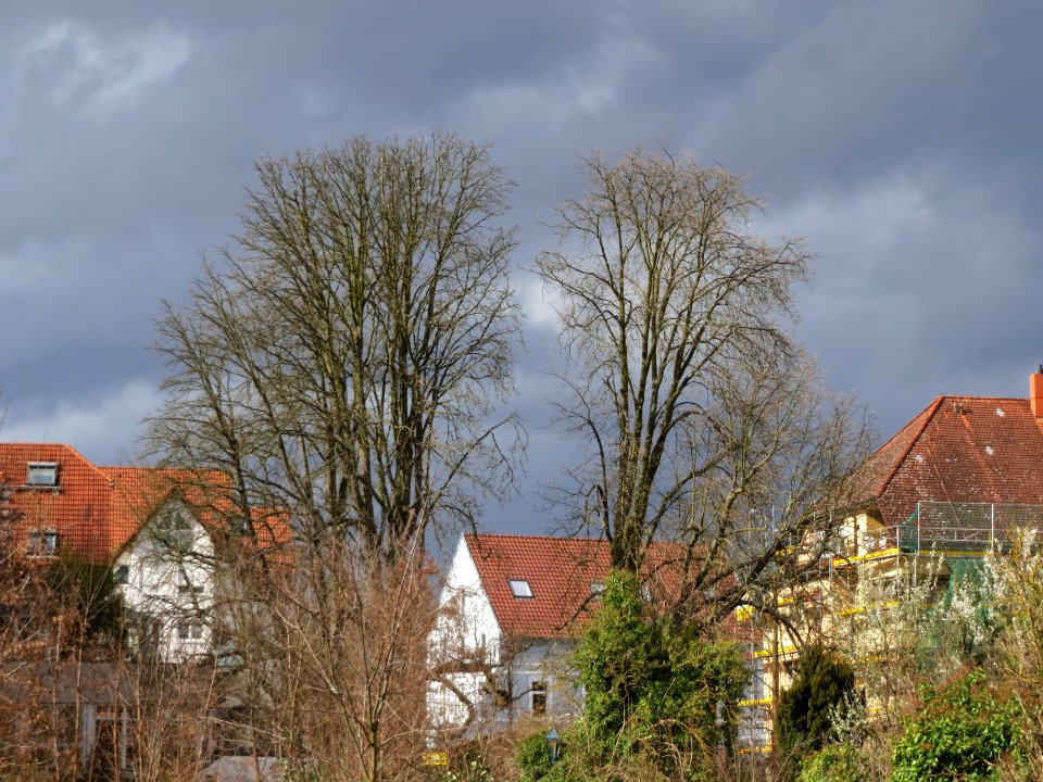 20150331Aesculus_hippocastanum