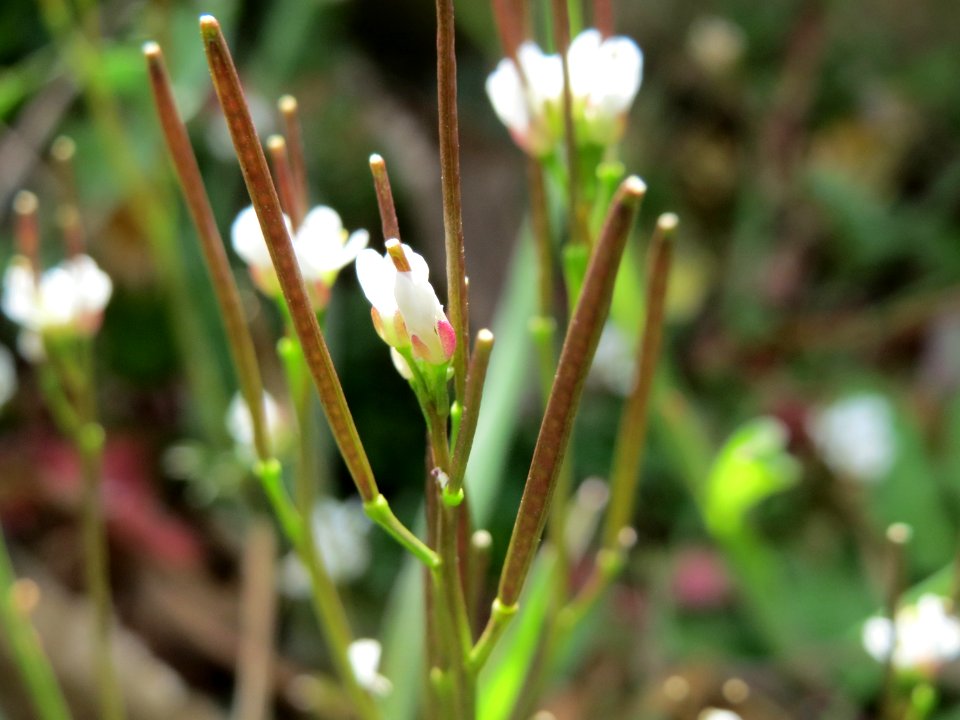 20150331Cardamine_hirsuta