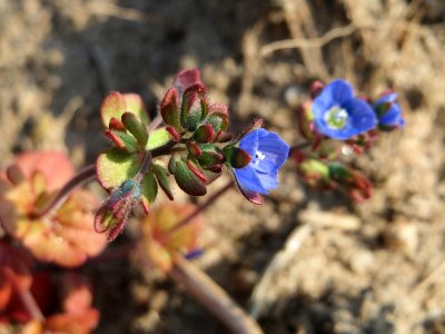 20150320Veronica_triphyllos10