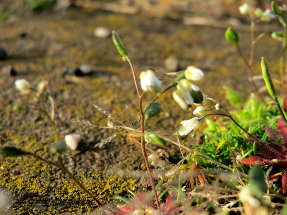 20150330Draba_verna2