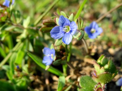20150320Veronica_triphyllos16