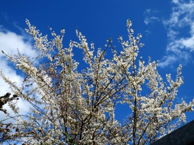 20150331Prunus_cerasifera1