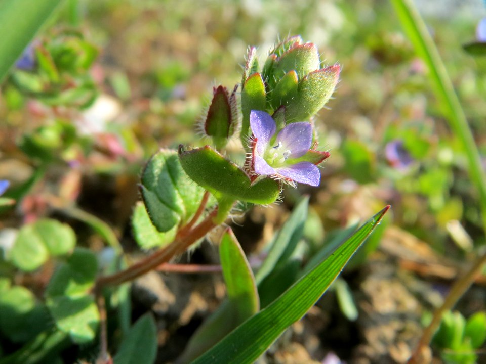 20150320Veronica_hederifolia3