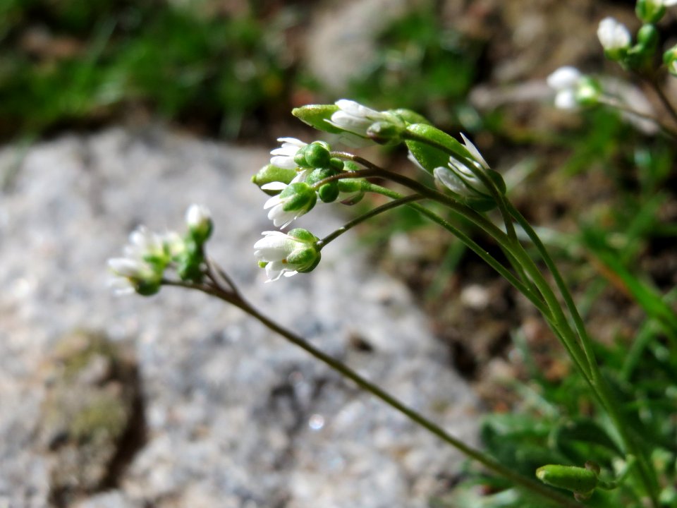 20150331Draba_verna