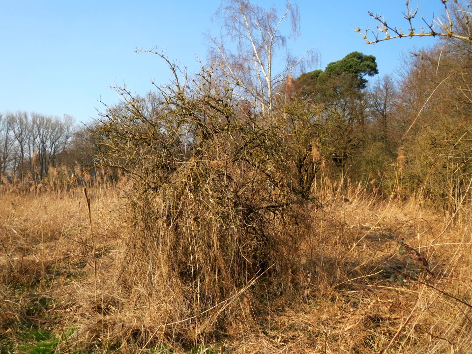20150320Sambucus_nigra2