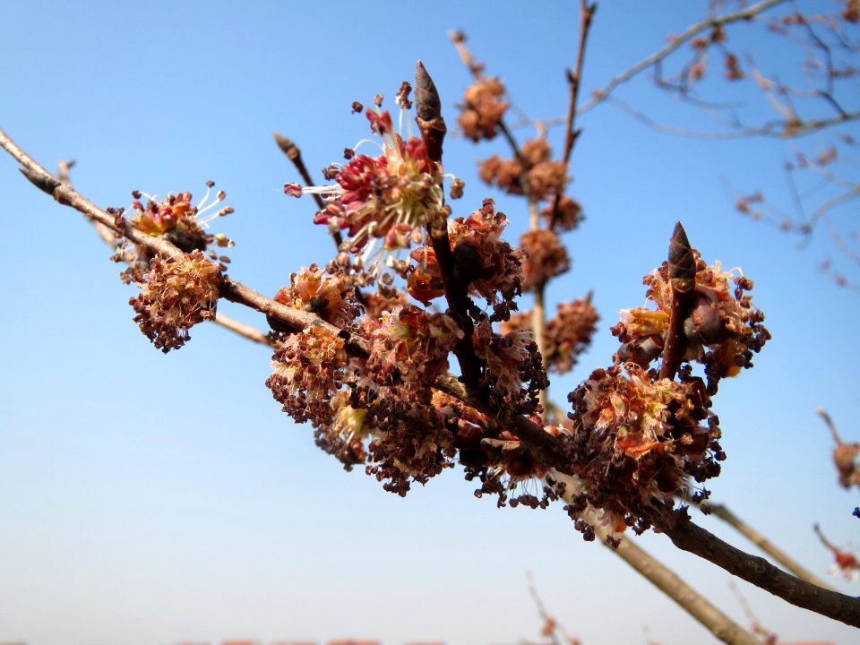 20150320Ulmus_minor3