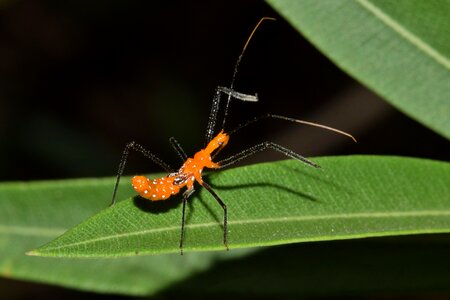 Insect hunt hunting