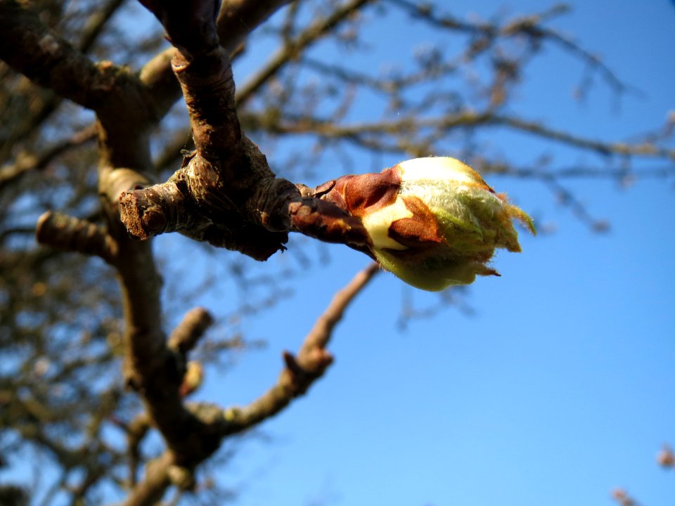 20150320Pyrus_communis3