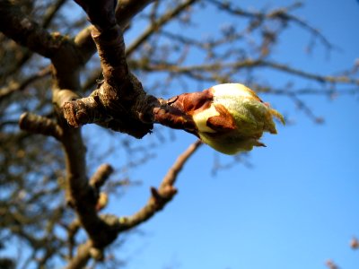 20150320Pyrus_communis3