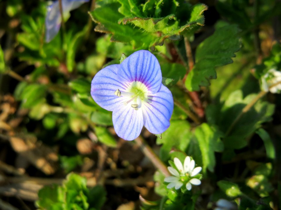20150320Veronica_persica1