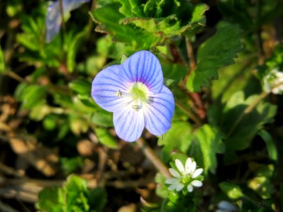 20150320Veronica_persica1