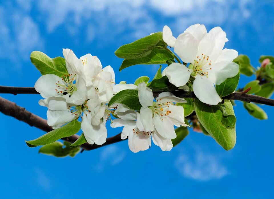 Sky branch blue