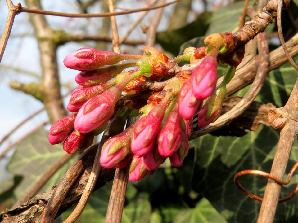 20150321Prunus_serrulata3