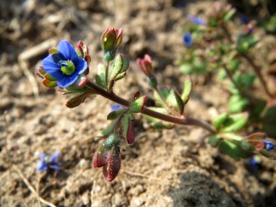 20150320Veronica_triphyllos03