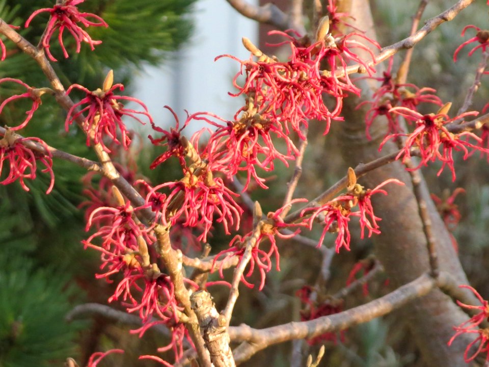 20150321Hamamelis_x_intermedia1