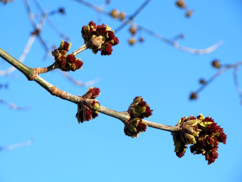 20150321Acer_negundo2