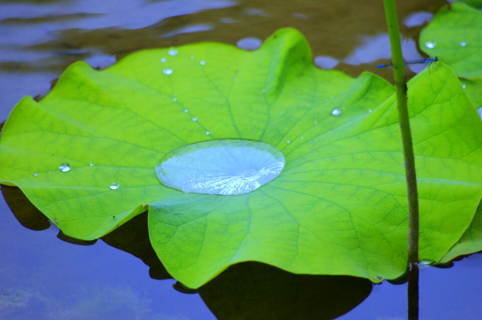 Water lily leaf of nelumbo nucifera natural