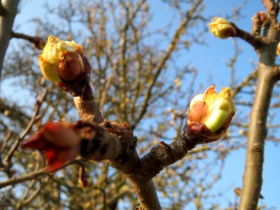 20150320Pyrus_communis4